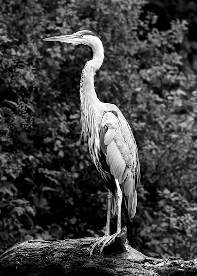 Blue Heron taken from Riverside Park in Guelph.