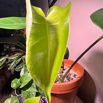 Monstera unfurling a new leaf