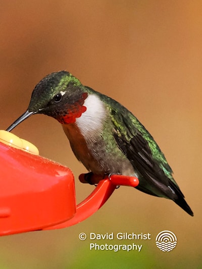 An afternoon spent photographing this beauty-Red -throated Hummingbird.