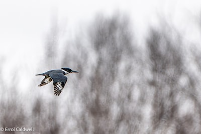 Belted kingfisher