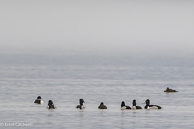 Ring necked ducks