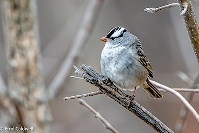 White crowned sparrow