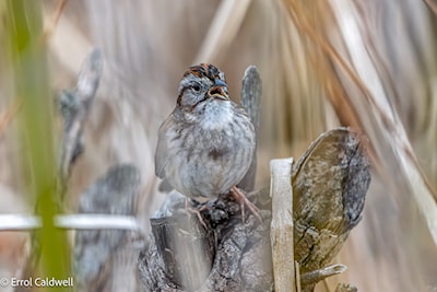 Swamp sparrow
