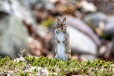 Eastern chipmunk