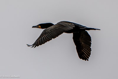 Double crested cormorant