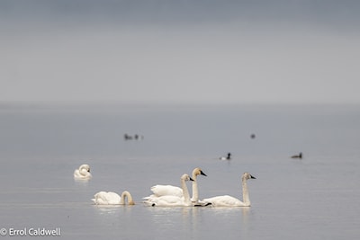 Tundra swans