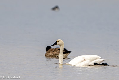 Tundra swan