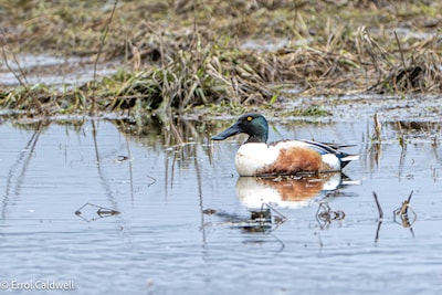 Northern shoveler