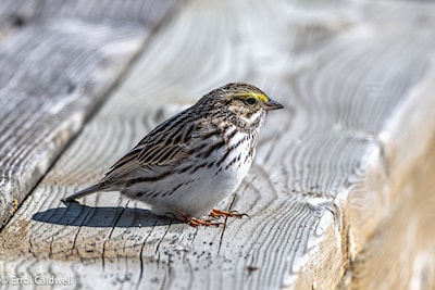 Savannah sparrow