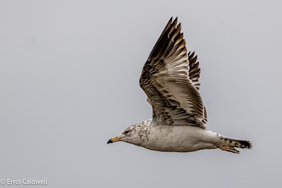 Ring billed gull