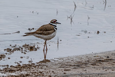 Killdeer