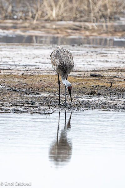 Sandhill crane