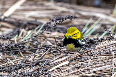 Black throated green warbler
