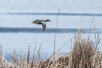 Blue-winged teal
