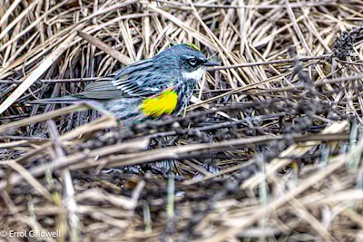 Yellow rumped warbler