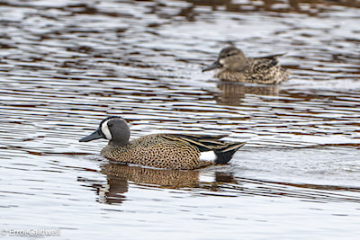 Blue-winged teal