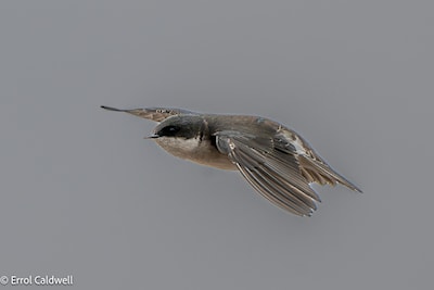 Tree swallow