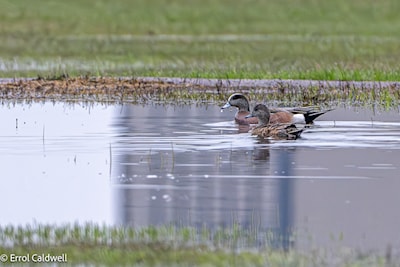 American widgeons