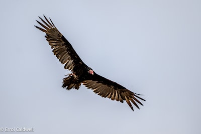 Turkey vulture