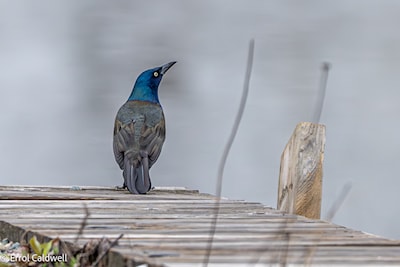 Common grackle