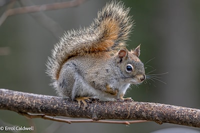 red squirrel