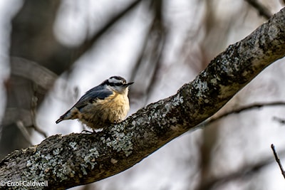 Red breasted nuthatch
