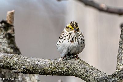 Savannah sparrow