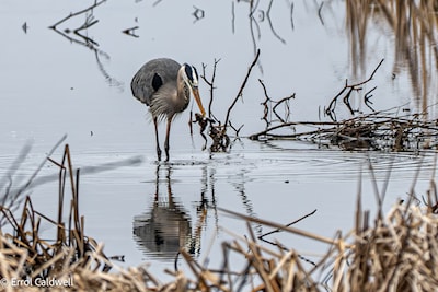 Great blue heron with frog