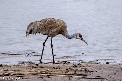 Sandhill crane