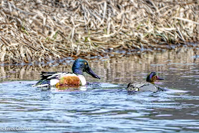 Northern shoveler and Green wing teal