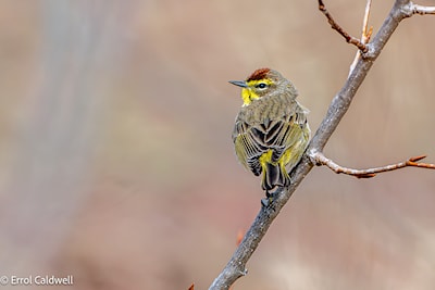 Palm warbler