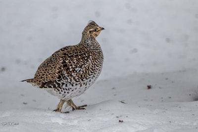 Sharp-tailed grouse