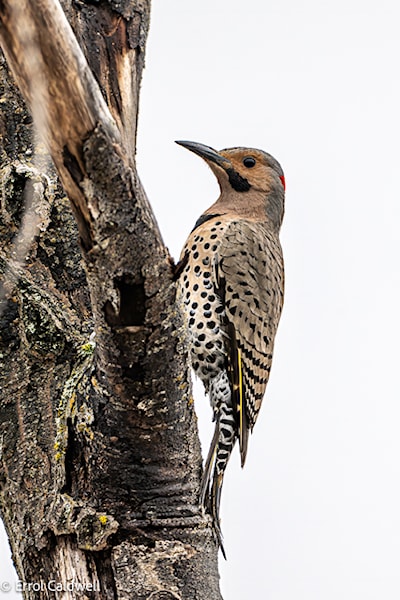 Northern flicker