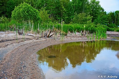 Wetlands Near Stokely Creek