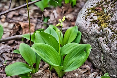 The Blue Bead Lily - Photo 2 of 4