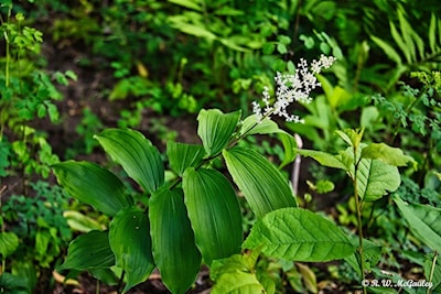 False Solomon's Seal