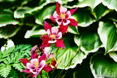 Columbine - Aquilegia Early Bird