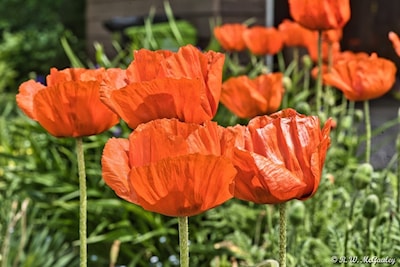 Orange Poppies
