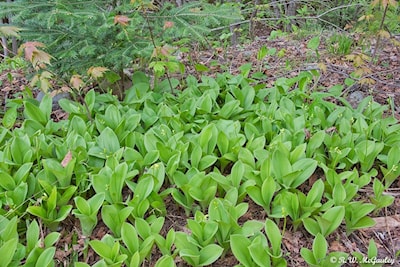 The Blue Bead Lily - Photo 1 of 4