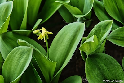 The Blue Bead Lily - Photo 3 of 4