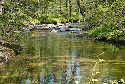 Stokely Creek