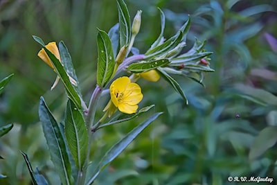 Common Evening Primrose