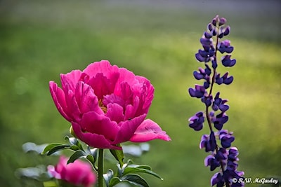 The Peony and a Lupine