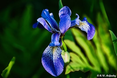 A Blue Flag