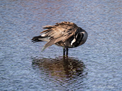 Fluffing feathers