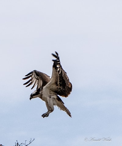 Ready for landing