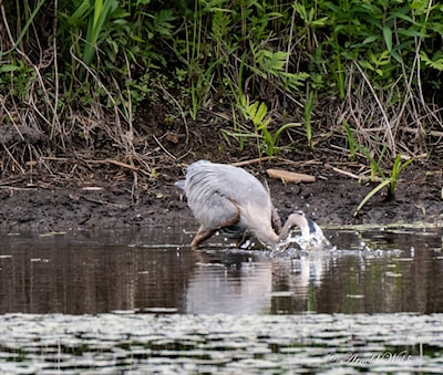 Catching a fish