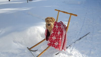 Lucy on a potkukelkka (kicksled)