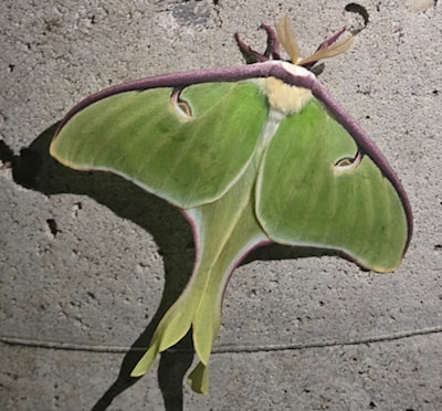 A luna moth.