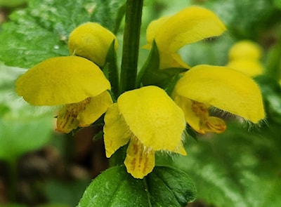 Yellow Archangel 